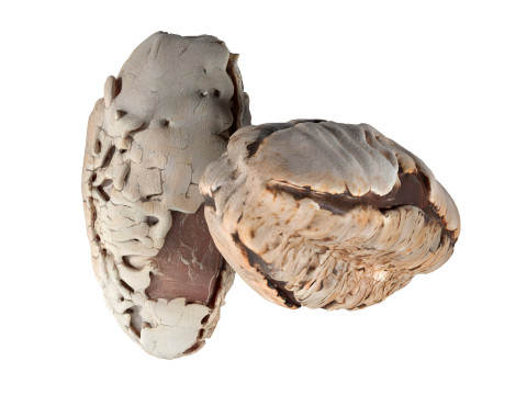 Brazilian nut shell Modelo 3D
