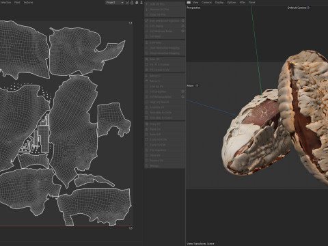Brazilian nut shell Modelo 3D