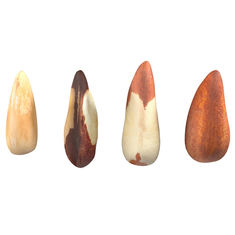 Brazilian nuts Modèle 3D .c4d .max .obj .3ds .fbx .stl .blend