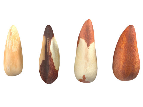 Brazilian nuts Modèle 3D