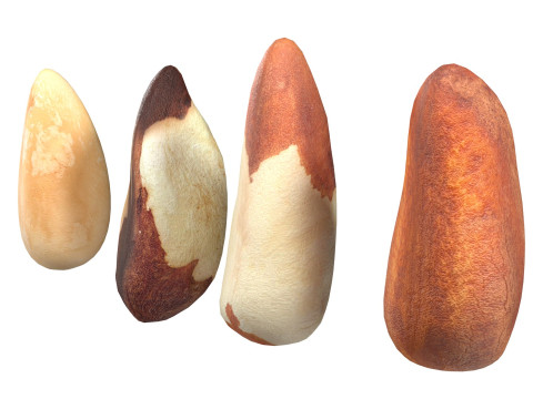 Brazilian nuts Modèle 3D