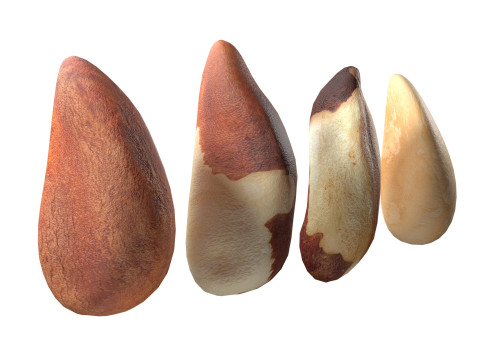 Brazilian nuts Modèle 3D