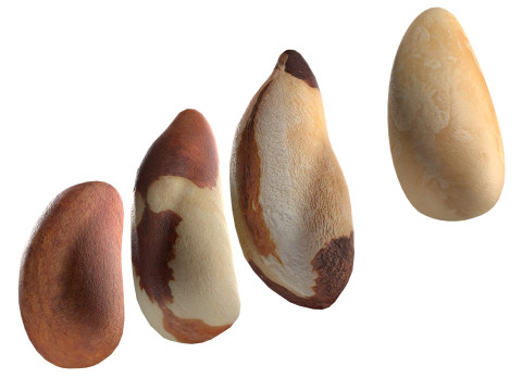 Brazilian nuts Modèle 3D