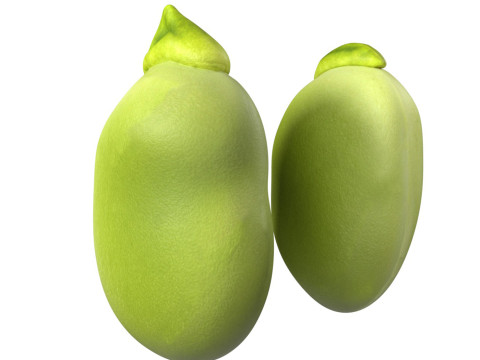 Broad bean Modèle 3D