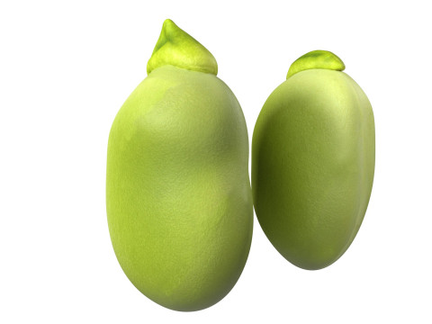 Broad bean Modelo 3D
