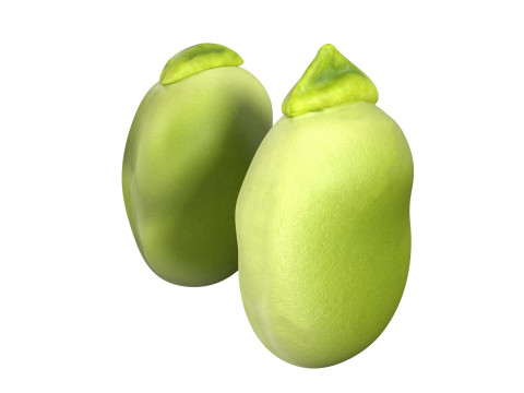 Broad bean Modelo 3D
