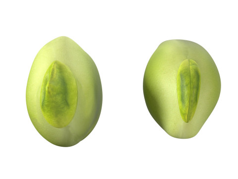 Broad bean Modelo 3D