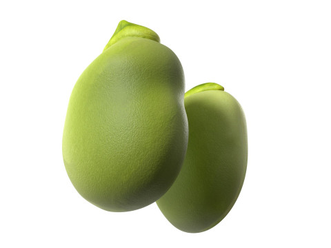 Broad bean Modelo 3D
