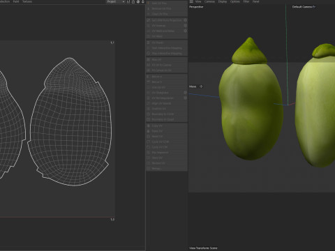 Broad bean Modelo 3D