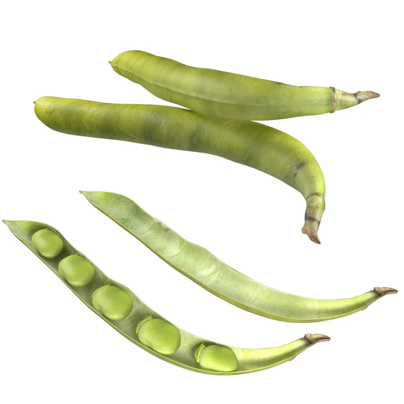 Broad bean pod 3D Model .c4d .max .obj .3ds .fbx .stl .blend 