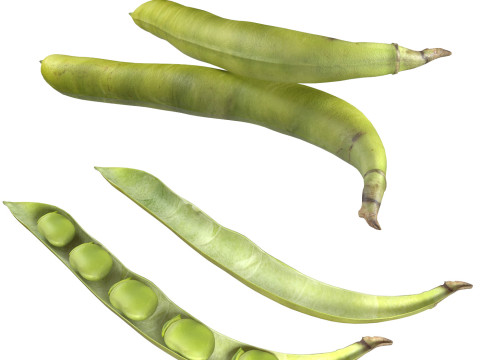 Broad bean pod Modèle 3D