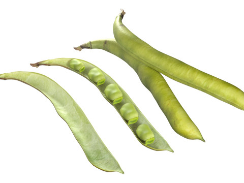 Broad bean pod 3Dモデル