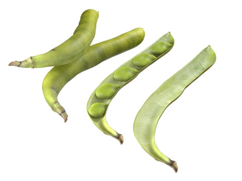 Broad bean pod 3Dモデル