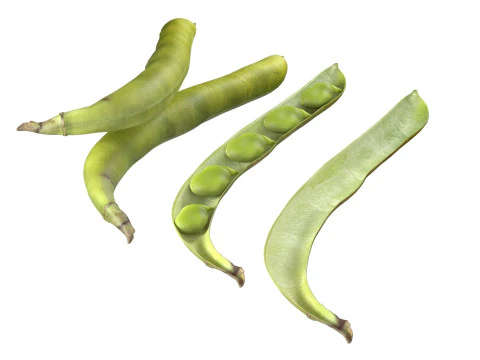Broad bean pod 3D Model