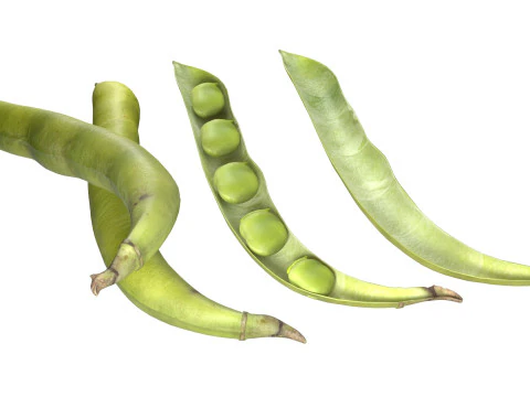 Broad bean pod 3D Model