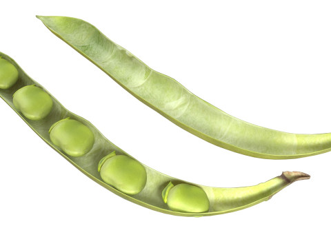 Broad bean pod 3Dモデル