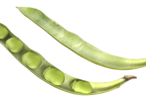 Broad bean pod 3D Model