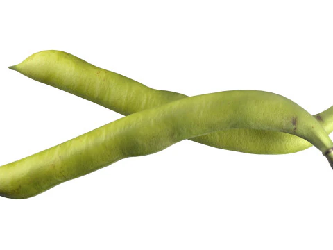 Broad bean pod 3D Model