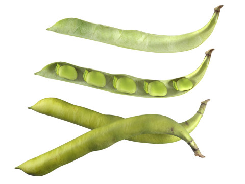 Broad bean pod 3Dモデル