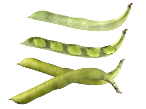 Broad bean pod 3D Model