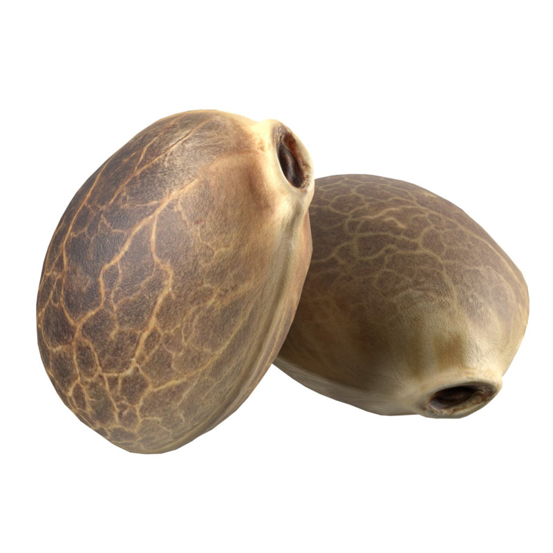 Cannabis seed Modelo 3D .c4d .max .obj .3ds .fbx .stl .blend