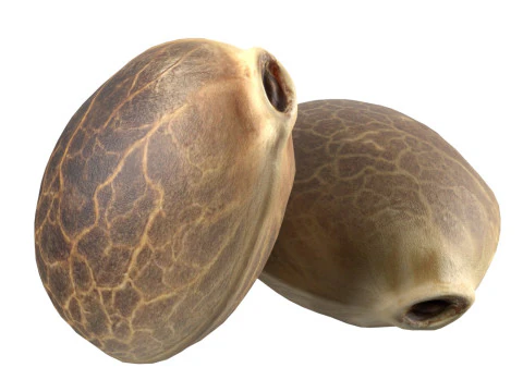 대마초 씨앗 3D 모델