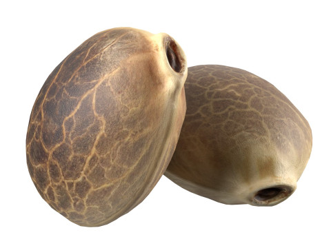 Cannabis seed Modelo 3D