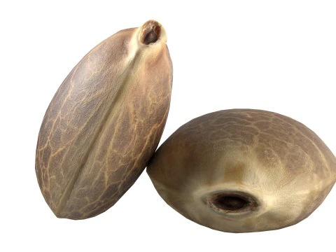 Cannabis seed 3D Model