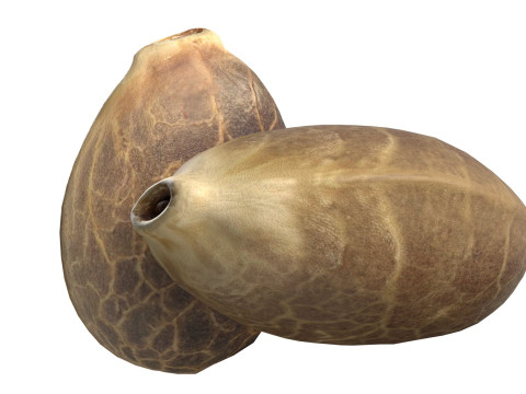 Cannabis seed Modelo 3D