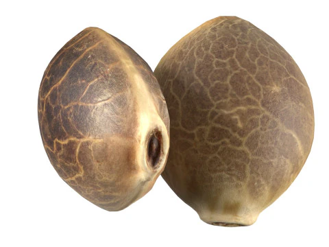 Cannabis seed 3D Model