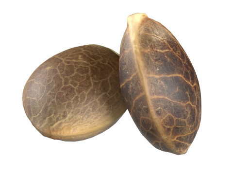 Cannabis seed Modelo 3D