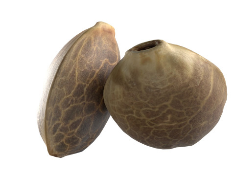 Cannabis seed Modelo 3D
