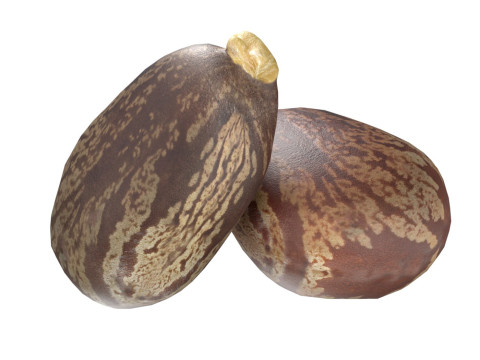 Caster seed Modelo 3D