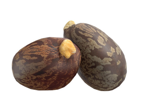 Caster seed Modelo 3D