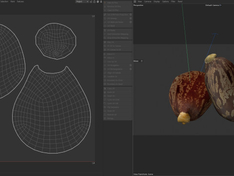 Caster seed Modelo 3D