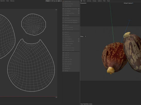 Caster seed 3D Model