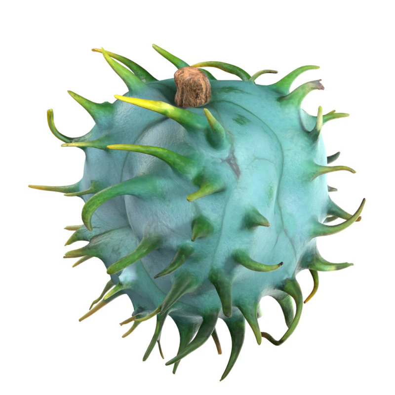 Caster seed fruit v1 3D Model .c4d .max .obj .3ds .fbx .stl .blend 