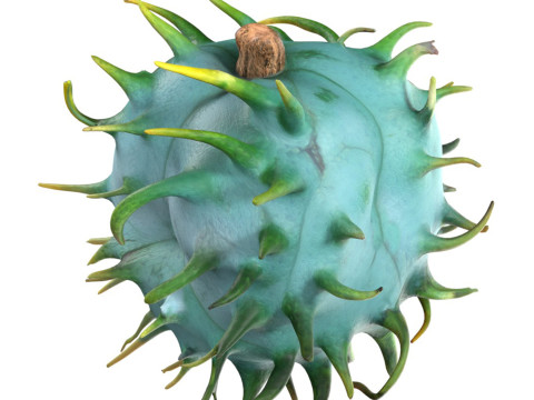 Caster seed fruit v1 Modelo 3D