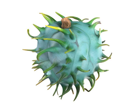 Caster seed fruit v1 3D Model