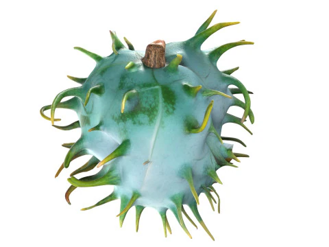 Caster seed fruit v1 3D Model