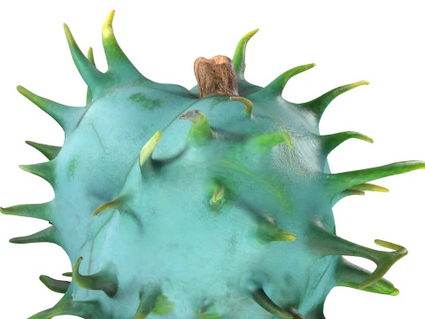 Caster seed fruit v1 3D Model