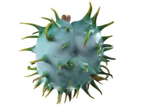 Caster seed fruit v1 3D Model