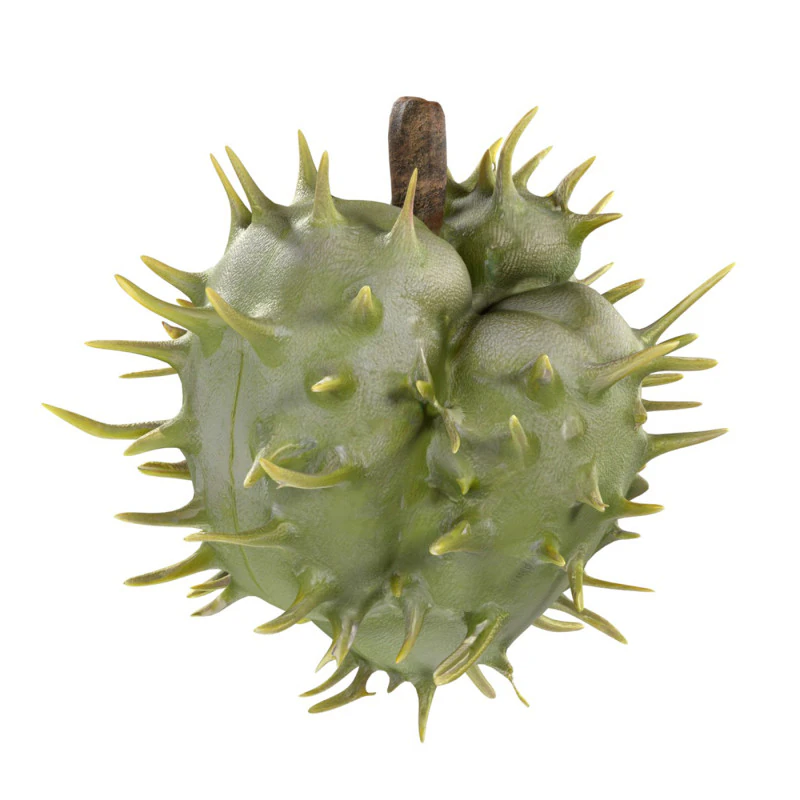 Caster seed fruit v2 3D Model .c4d .max .obj .3ds .fbx .stl .blend 