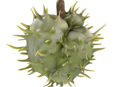 캐스터 씨앗 과일 v2 3D 모델