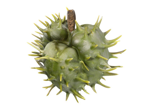 Caster seed fruit v2 3Dモデル