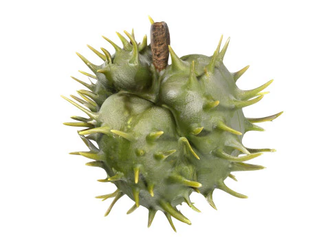 Caster seed fruit v2 3D Model