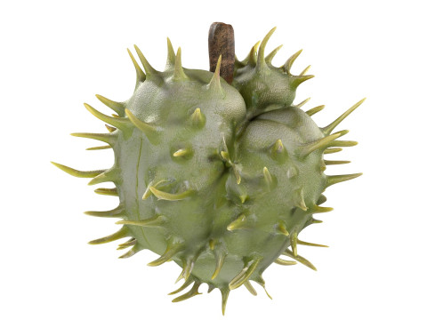Caster seed fruit v2 3Dモデル