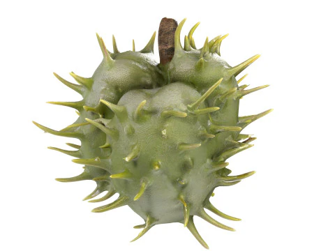 Caster seed fruit v2 3D Model