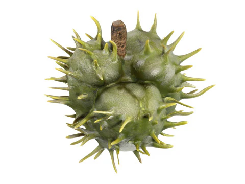 Caster seed fruit v2 3D Model