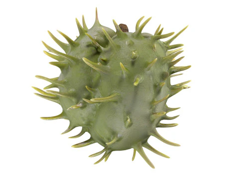 Caster seed fruit v2 3D Model